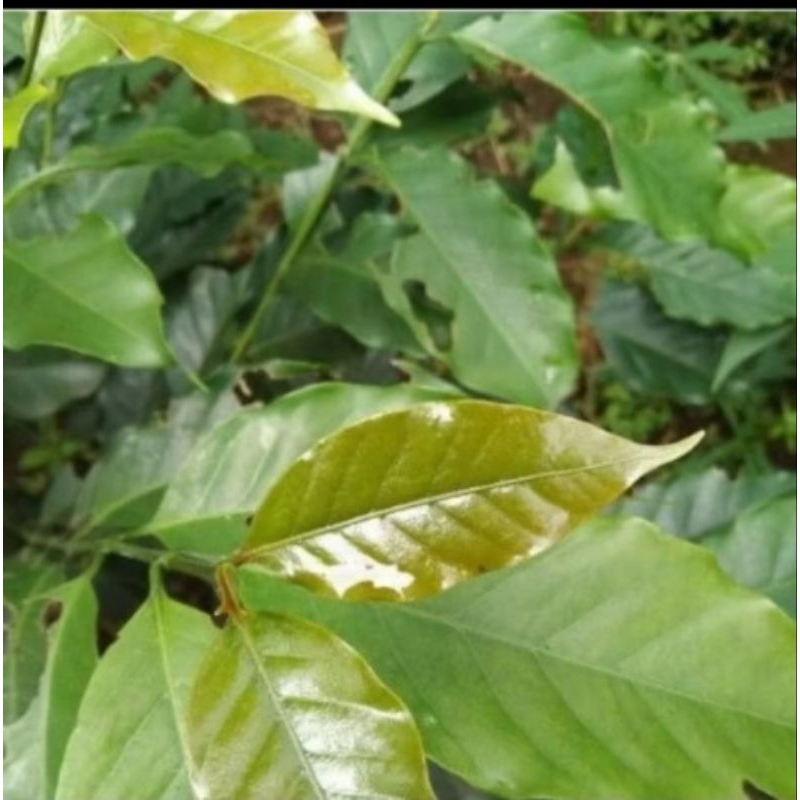 

Daun kopi fresh 500 gram