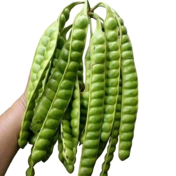 

pete petai tua 1ikat 50 lonjor