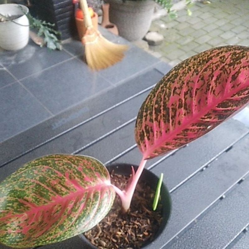 Aglonema Tiara