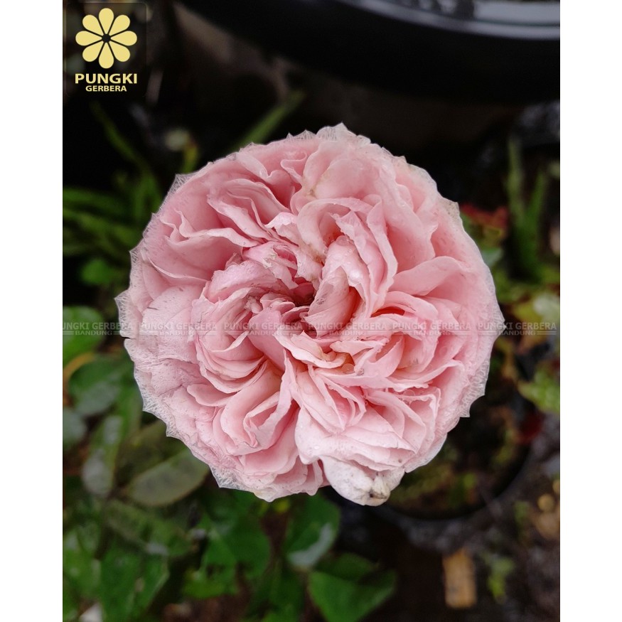 Mawar Import Charming Piano