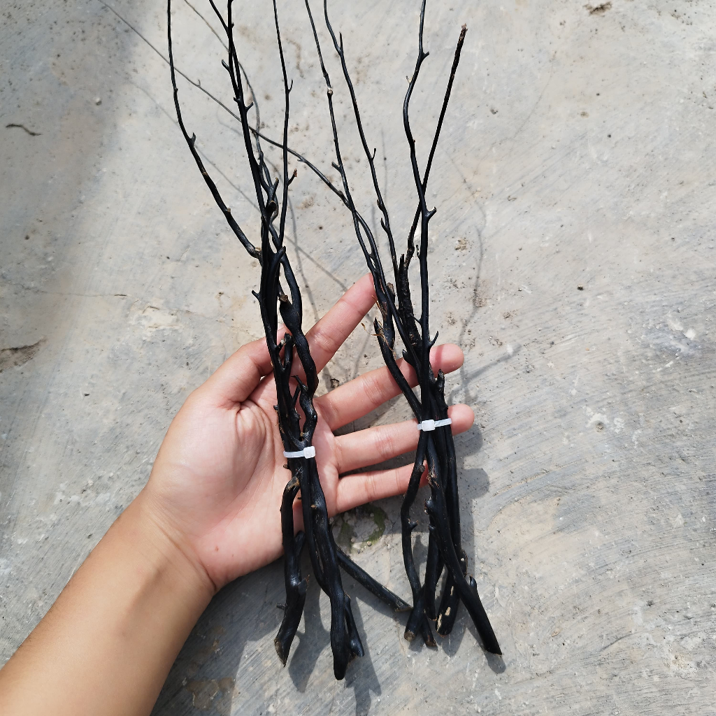 Bahan Akar Bahar Hitam Size Kecil Minimalis