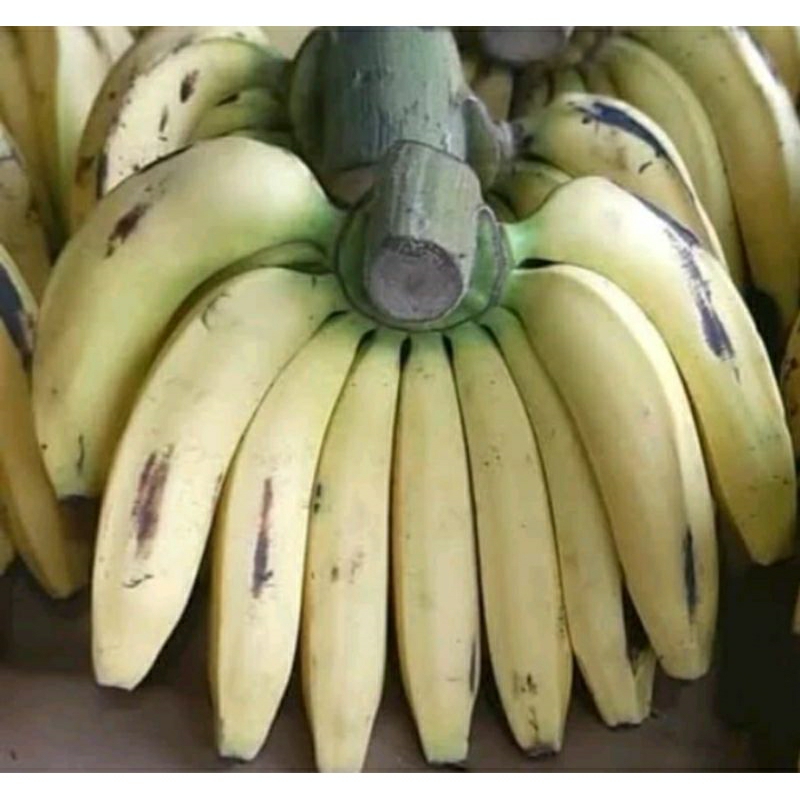 

pisang Ambon 1 sisir