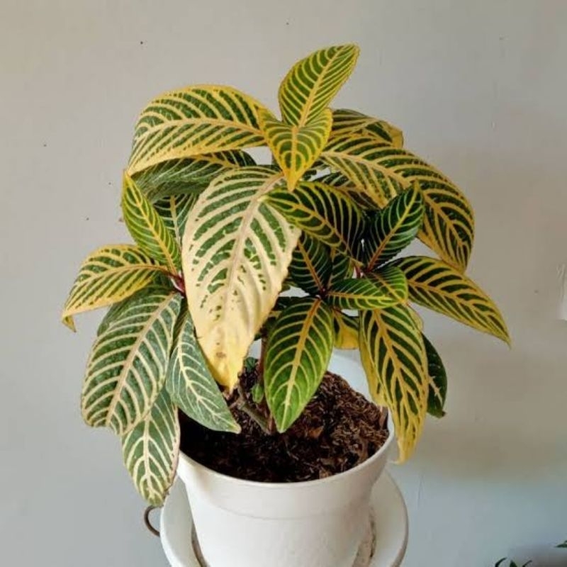 Tanaman Hias Aphelandra Kuning - Bibit Tanaman - Aphelandra Variegata - Sensia Nubelis - Aphelandra 