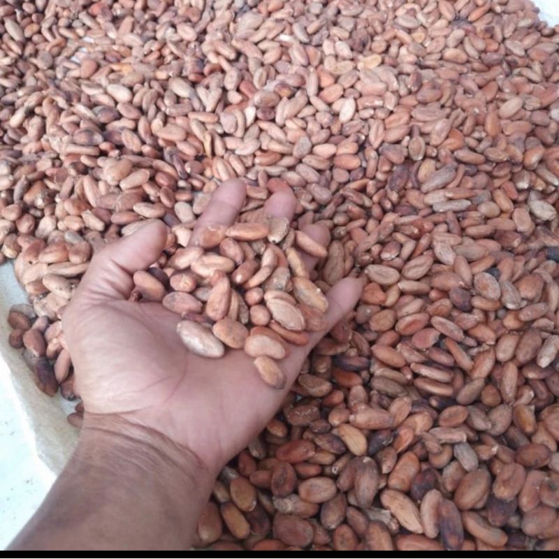 

Biji coklat kering super