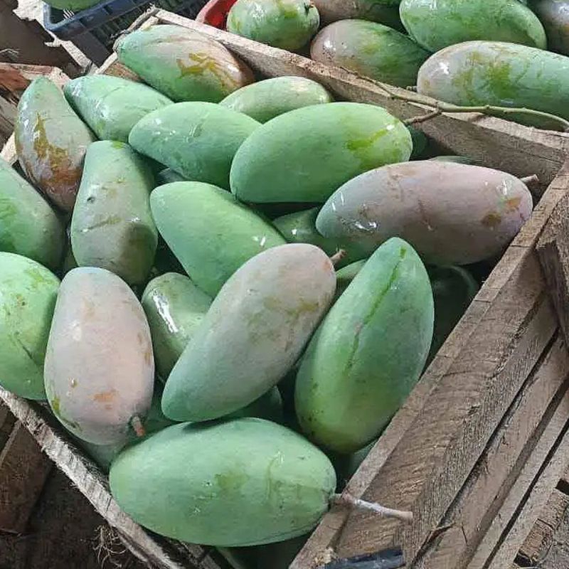 

BIG SALE ! MANGGA KIOJAY THAILAND 900 GRAM - 1 KG