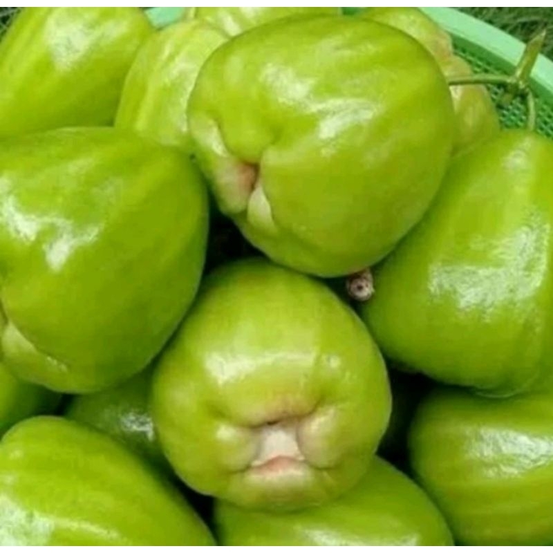 

JAMBU IJO MANIS