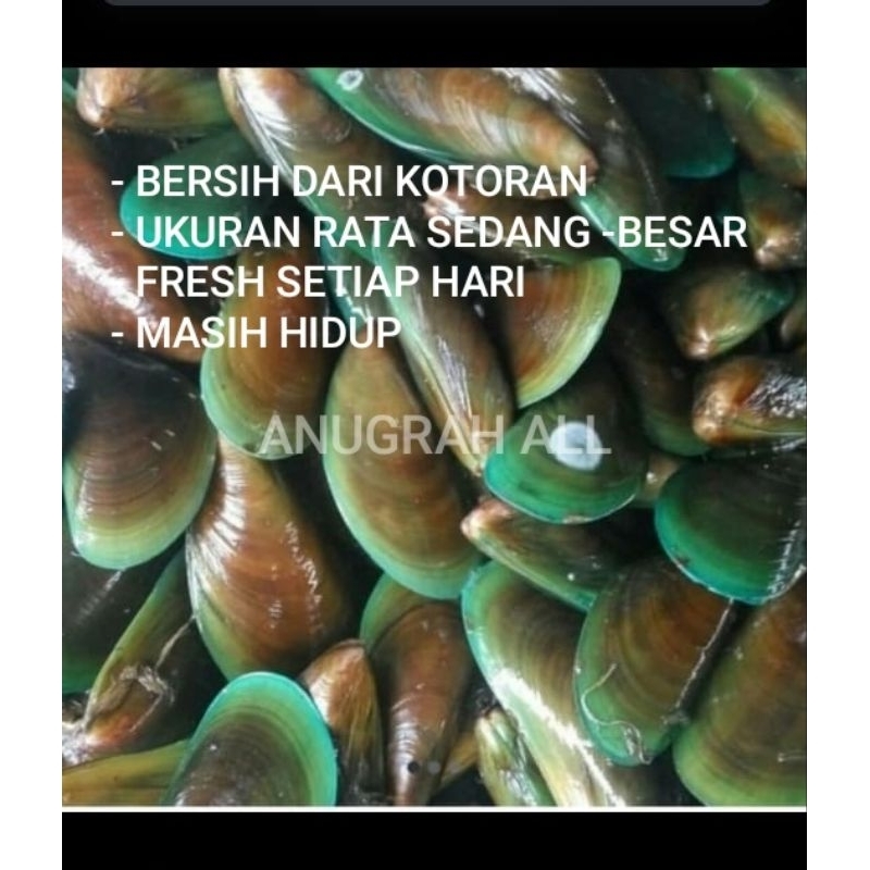 

kerang hijau hidup dan segar paket 5 kg