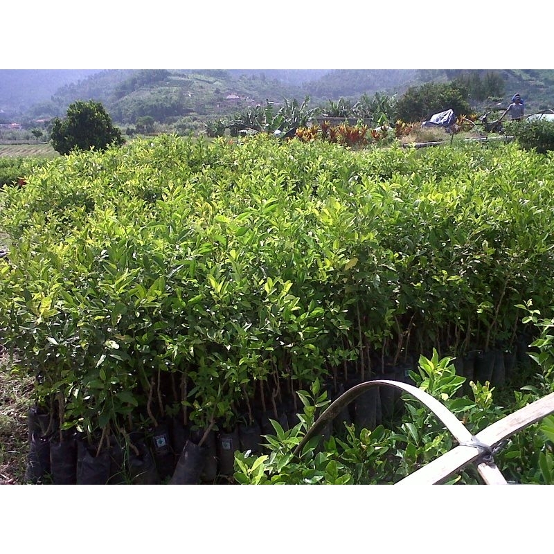 bibit buah jeruk baby java  aali