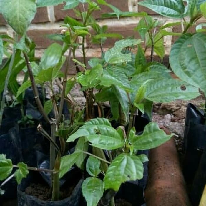 

Bibit pohon pohpohan - pohon lalapan