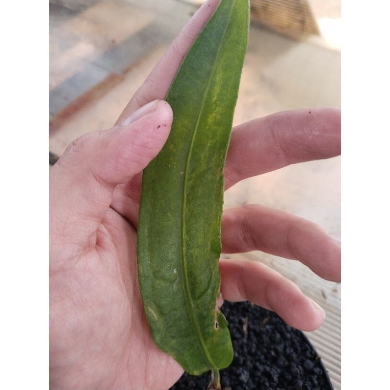 anthurium keris varigata ( bonggol )