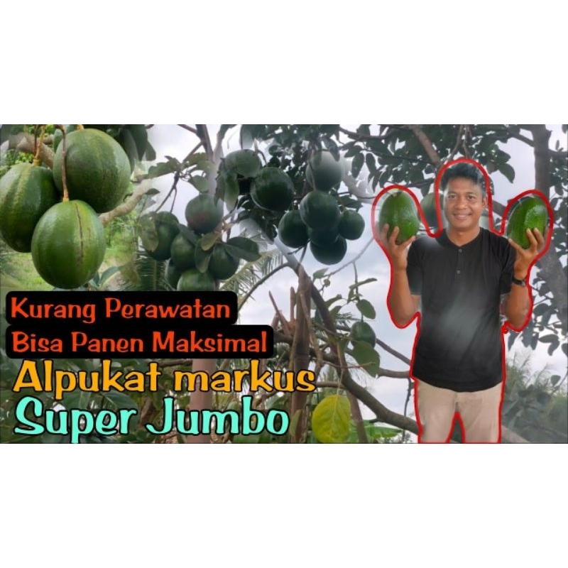 Bibit Tanaman Buah Alpukat Markus super lebat buah perdana