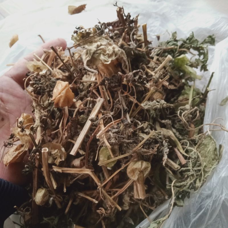 

Batang Buah Ciplukan Kering 250 Gram Ciplukan Cacah Cecenet