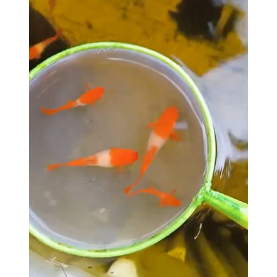 Guppy Albino Koi Red Ear Gen King ( KING ) Sepasang guppy AlbinoKoiRedEarKing  ~ Hiasan Aquariumm