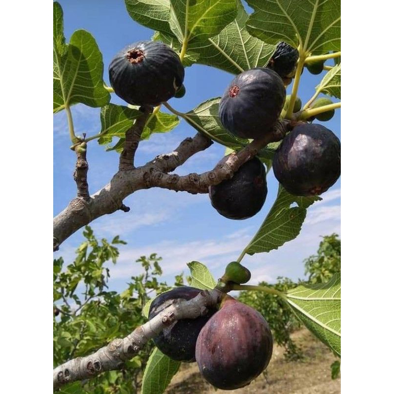 

PROMO BIBIT BUAH TIN 6 POHON