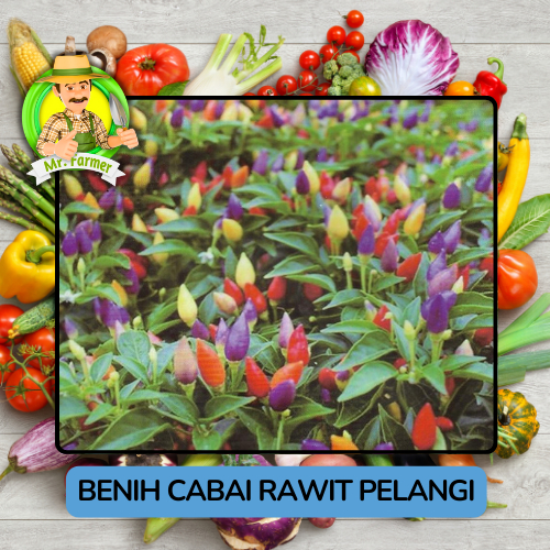 Benih Cabai Rawit Besar Paprika Bibit Biji Tanaman