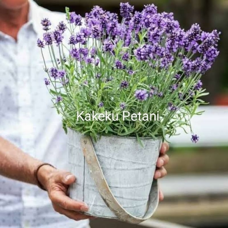 {Beli 5 Gratis 1} BIBIT BUNGA LAVENDER SUPER SIAP TANAM