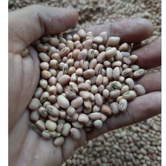 

Kacang Tunggak Tolo Otok Dadap Landes Lokal isi 250 Gram mentah