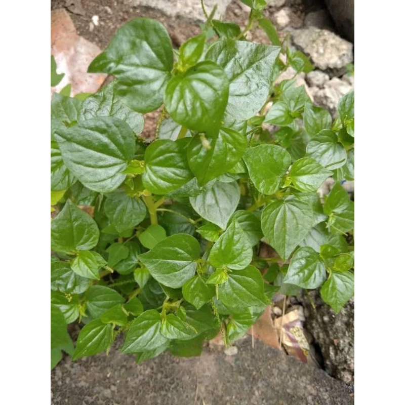 

sirih China termurah 100gr