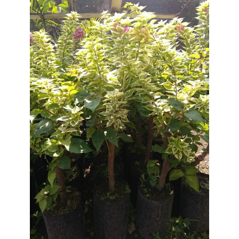 bibit bunga bugenvil singapur