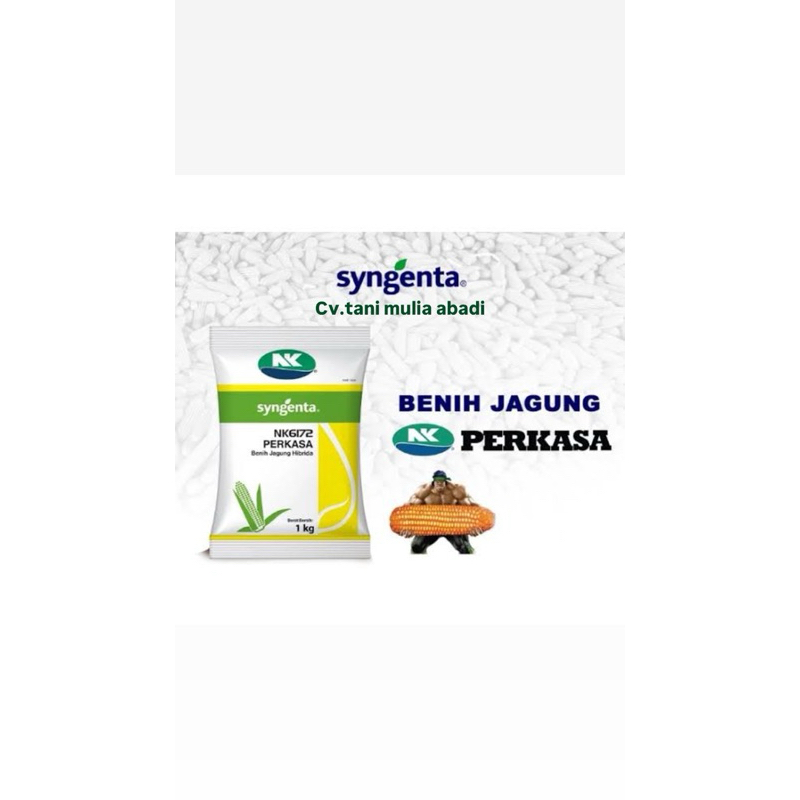 benih jagung syngenta NK6172 PERKASA benih jagung hibrida 1kg