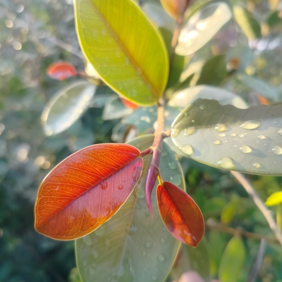 Tanaman hias Ficus Microcarpa iprik silver pupus merah daun bulat x Dolar bagus subur cakep unik lan