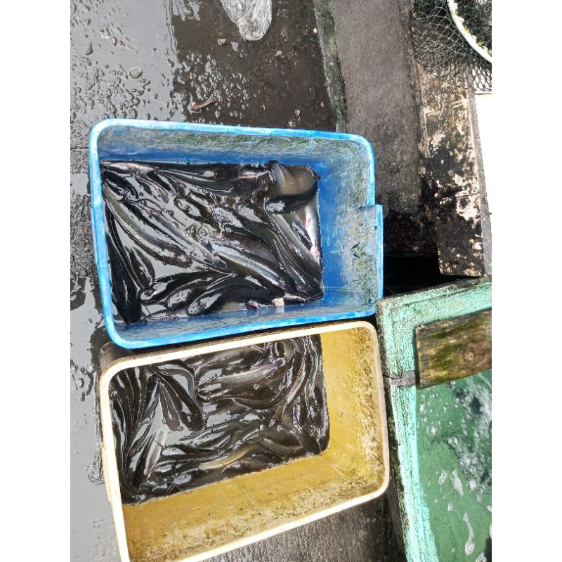 

jual ikan lele sama ikan mas belut gabus jaer nila gurame