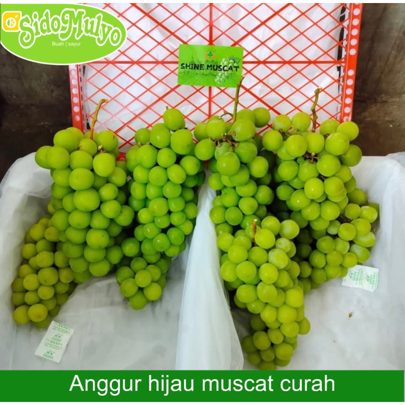 

lAnggur Hijau muscat fresh manis (curah) 1 keranjang 5 kg | ud sidomulyo fresh