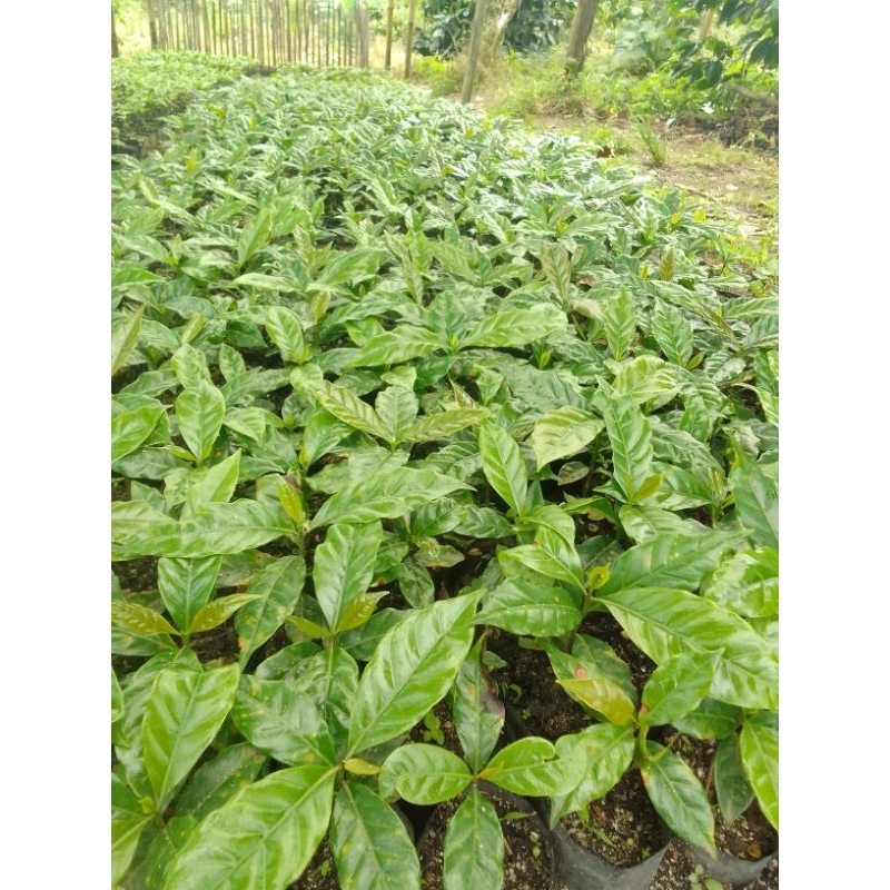 bibit kopi ateng arabika pucuk merah