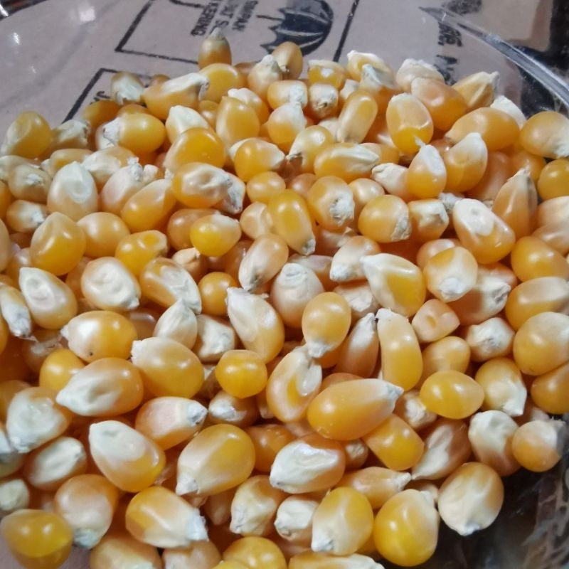 

JAGUNG POPCORN PREMIUM