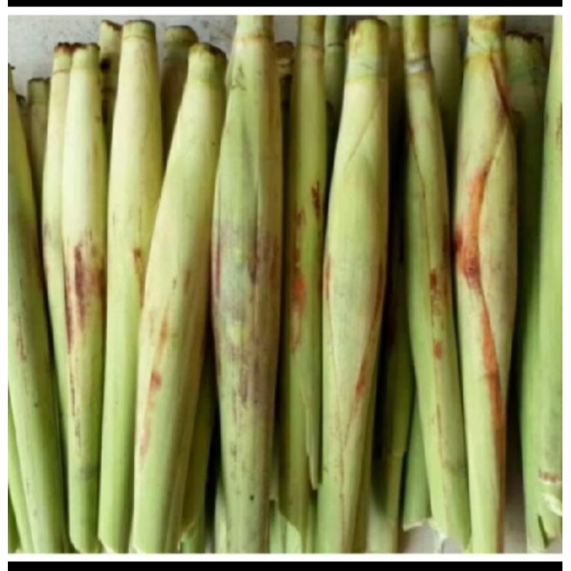 

terubuk trubuk segar murah minimal 1 kg