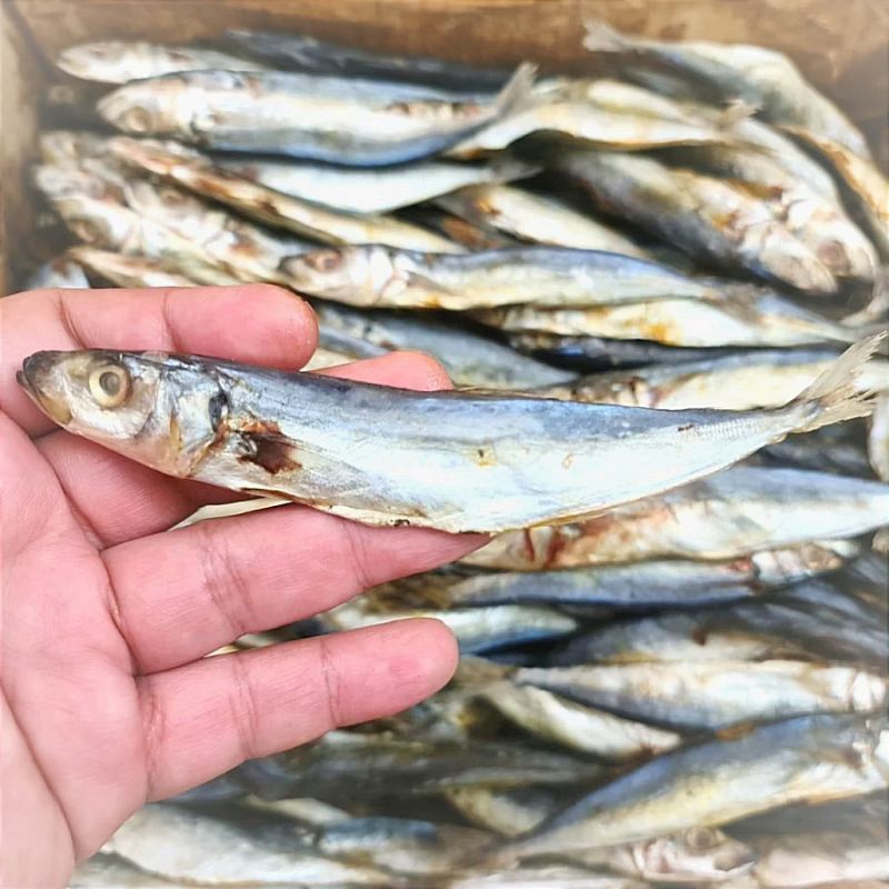 

Ikan Klotok Mantap | Kemasan 250gr/500gr