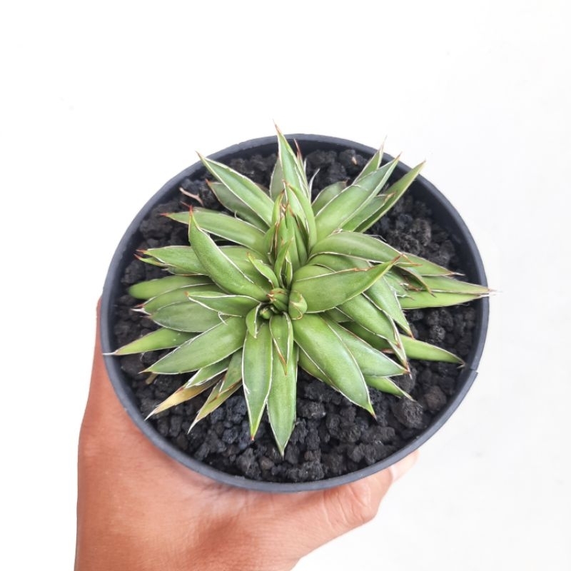 Agave filifera cristata / Tanaman Mutasi