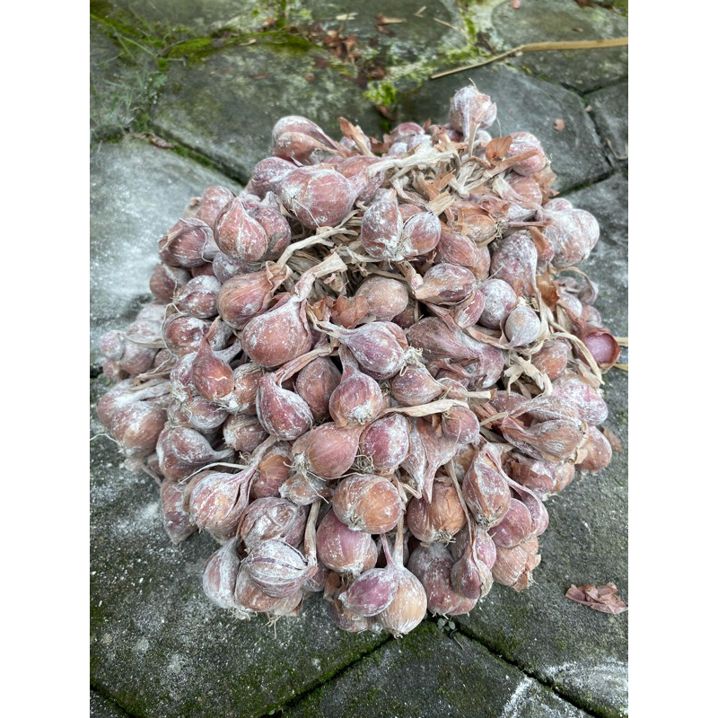 Bibit bawang merah tajuk 1kg COD