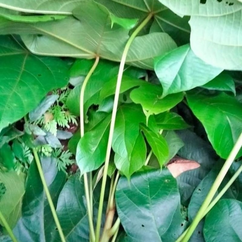 

daun picung klewek 500gram