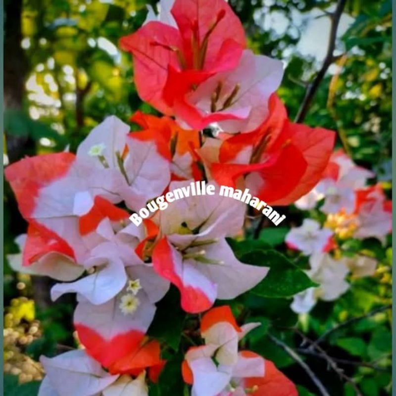 Tanaman Hias Bougenville Maharani
