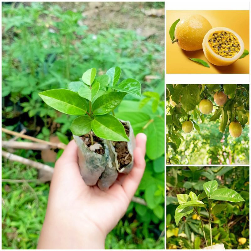 benih bibit markisa/konyal/markisa segar/12pcs