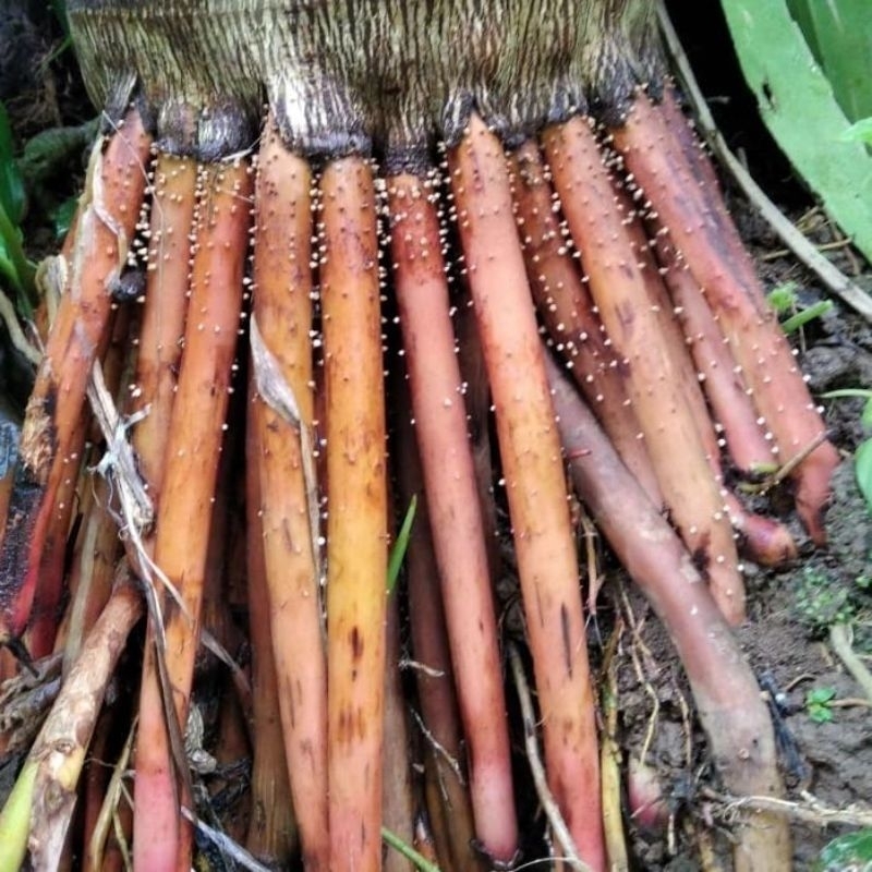 

Akar pinang seger/Akar Jambe muda 400gram, pohon akar pinang