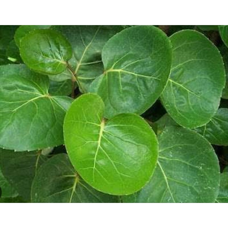 

Herbal daun mangkokan segar petik langsung fresh