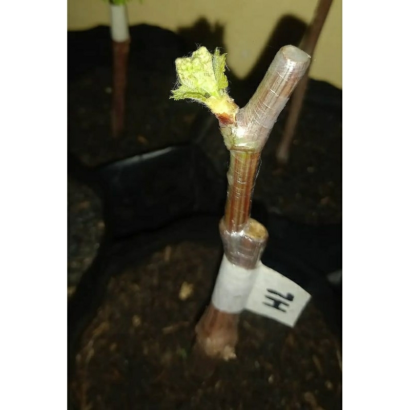 

bibit anggur grafting import