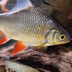 hias Ikan Kaviat hijau ijo hitam tankmate arowana hiasan aquarium unik pembersih kotoran replika