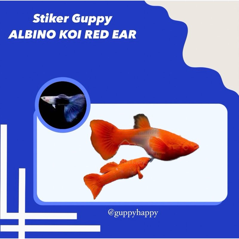 STIKER GUPPY ALBINO KOI RED EAR