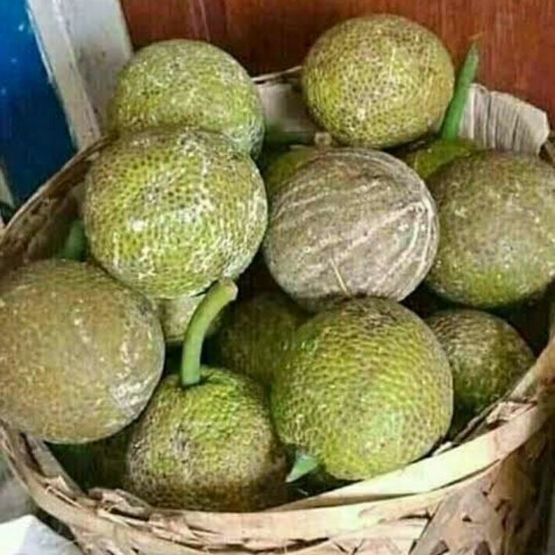 

buah sukun harga 1 biji 12 RB berat kurang lebih 1-1,5 kg