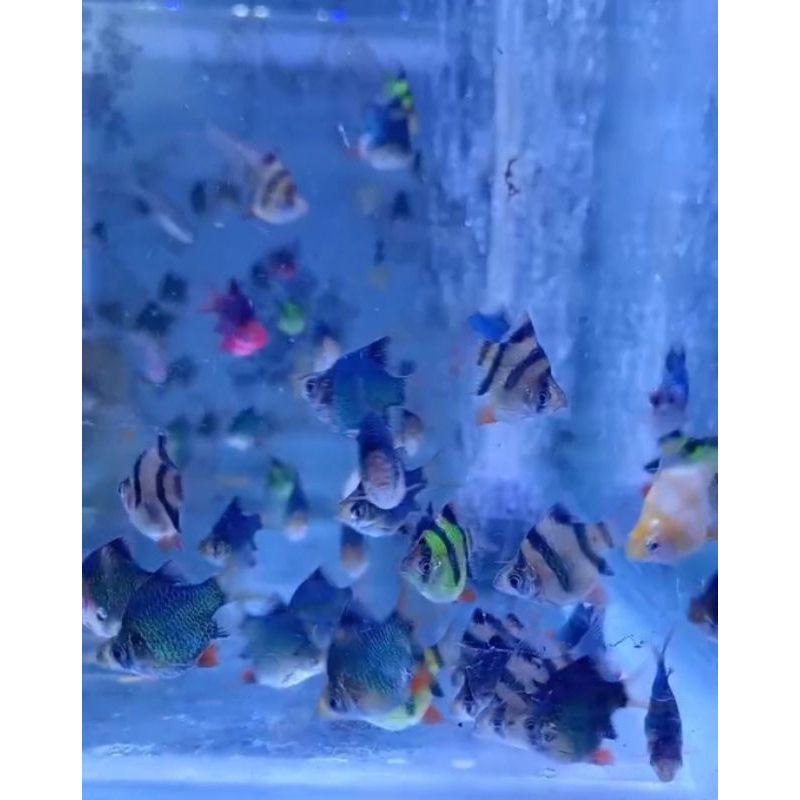 Air Tawar Sumatra Balon