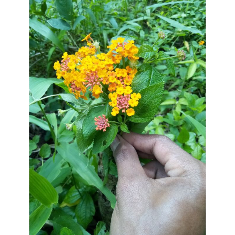 Dongkel Bonsai Bunga Lantana camar Saliara Tembelekan cante manis Verbenaceae