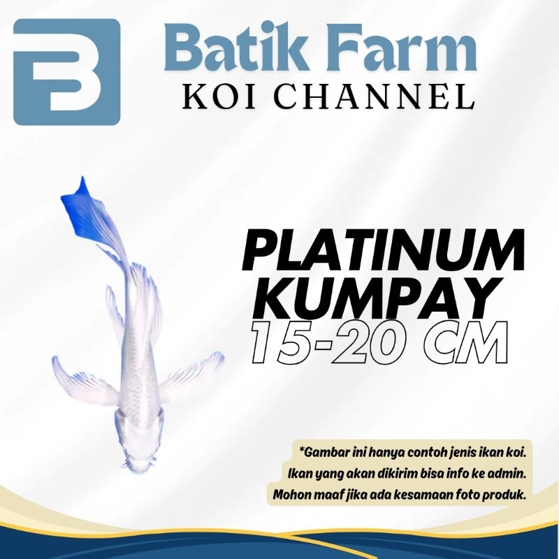 Ikan Koi Platinum Kumpay 15-20 cm - Grade A-HQ - Platinum Kumpay - Koi Butterfly - Platinum Slayer -