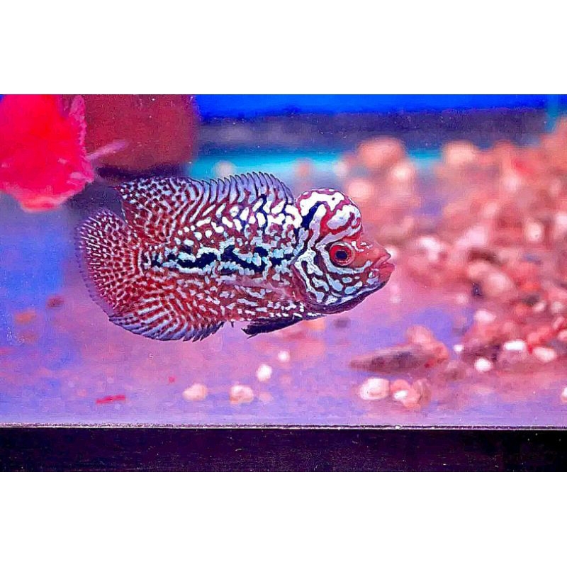 ( ETALASE NOMOR 1 )PENGHUNI AQUARIUM LOUHAN KAMFA F3