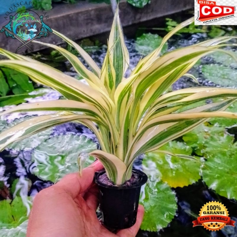 tanaman aquascape bambu hoki-sri rejeki media pot hiasan akuarium