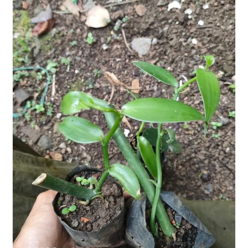 Bibit vanili planifolia 3 ruas/bibit vanili planifolia super siap tanam
