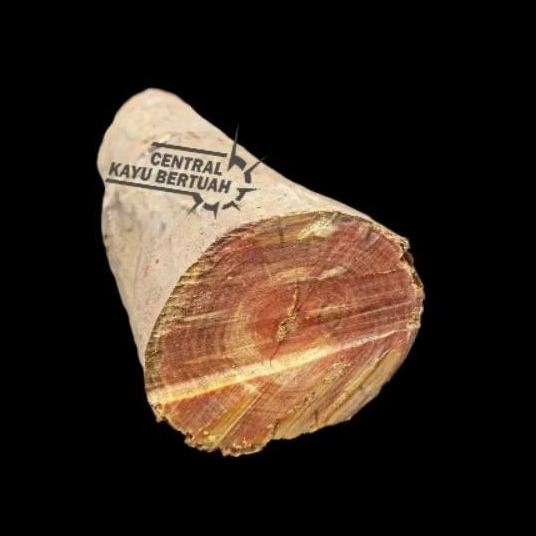 bahan mentahan kayu raja merah/gaharu agatis 1.kg