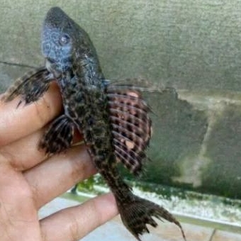 

SAPU SAPU HITAM UKURAN 7-8 CM_KADO KOLAM